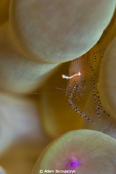 Shrimp peeking out of its anemone by Adam Skrzypczyk 